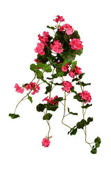 UV Protect Pink Soft Touch Geranium Hanging Bush