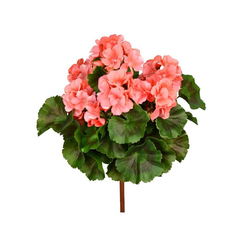 UV Protect Coral Soft Touch Geranium Bush