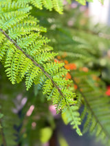 UV Protect Pixie Leather Fern Bush