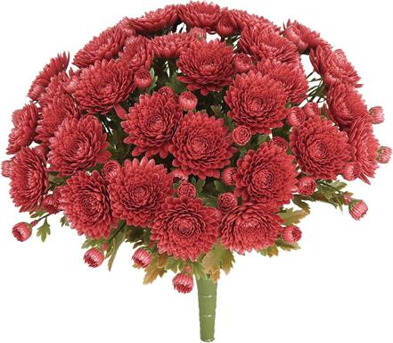 UV Protect Rust Mum Bush
