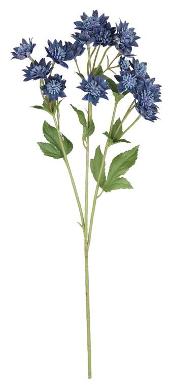 Blue Astrantia Spray