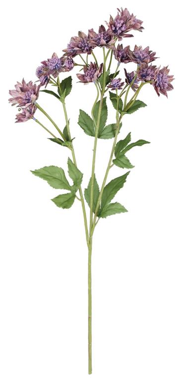 Purple Astrantia Spray