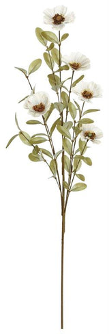 Dove Cosmos Spray