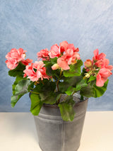 UV Protect Coral Soft Touch Geranium Bush