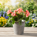 UV Protect Coral Soft Touch Geranium Bush