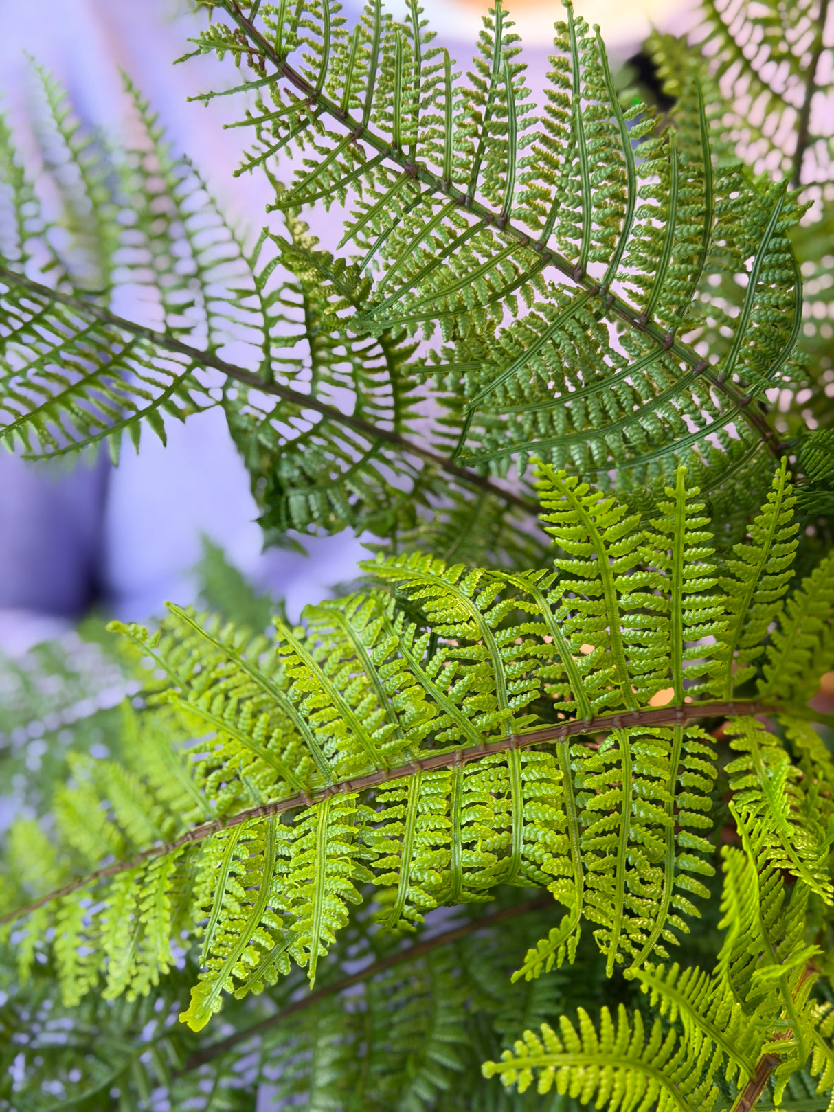 UV Protect Pixie Leather Fern Bush