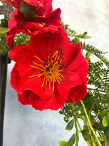 24" Punchy Poppy Wreath