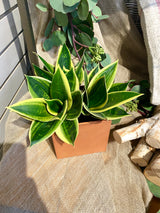 5" Metal Rust Planter