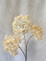Autumn Queen Anne's Lace Spray