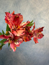 Pink Alstroemeria Spray