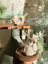 Winter Wing Bird