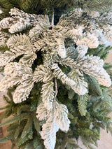 Snow Noble Pine Branch