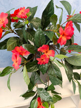 UV Protect Coral Impatiens Hanging Bush