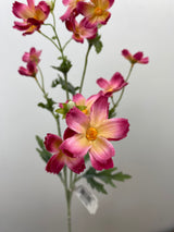 Pink Baby Cosmos Spray