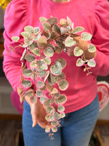 String Of Hearts Hanging Bush