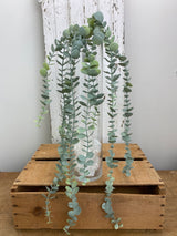 UV Protect Eucalyptus Hanging Bush