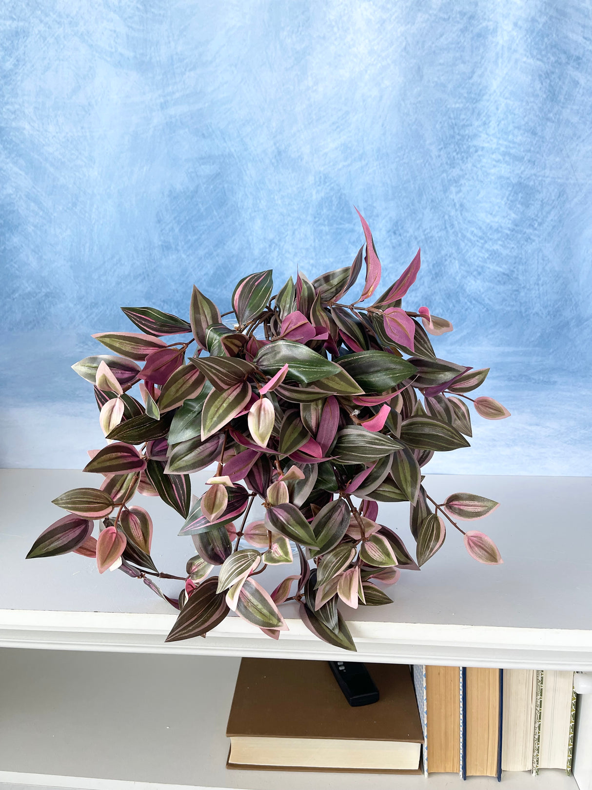 UV Protect Wandering Jew Hanging Bush
