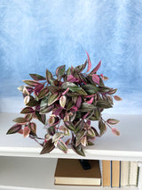 UV Protect Wandering Jew Hanging Bush