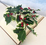 Variegated Burford Holly Spray