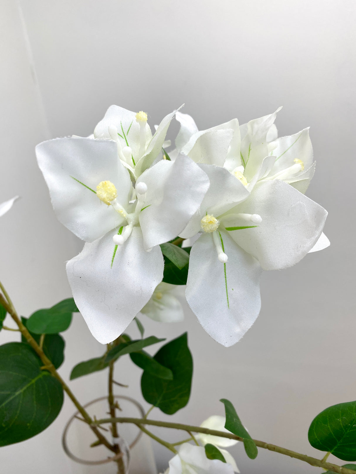 Greenhouse Cream Bougainvillea Spray