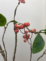 Pink Berry Leaves Branch
