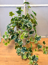 Rylee Variegated English Ivy Bush