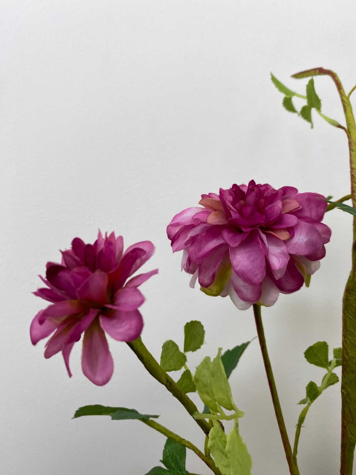 Hot Pink Dahlia Spray
