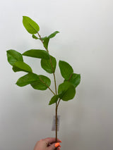 Green Salal Leaf Spray