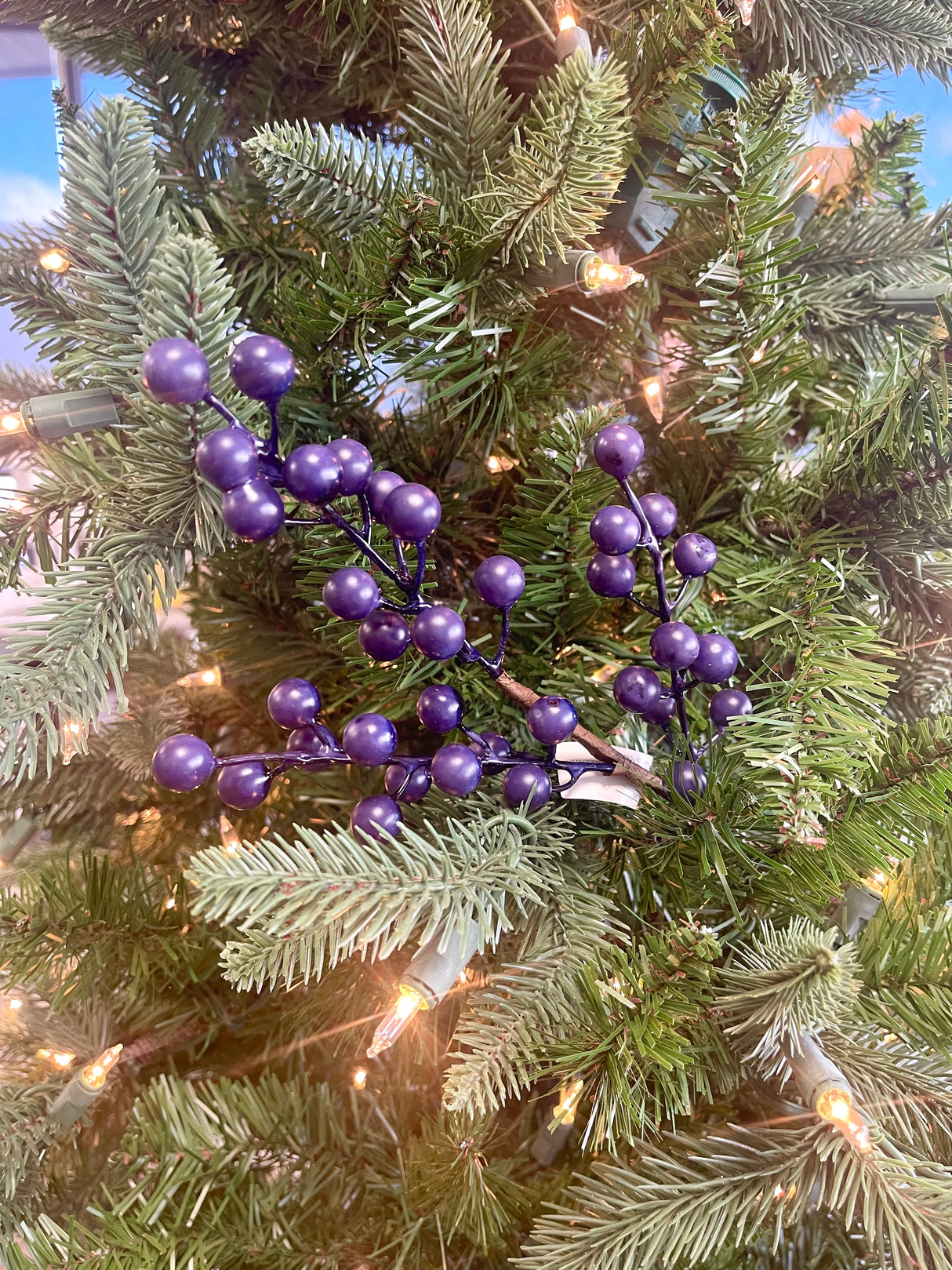 Blue Bitty Berry Pick