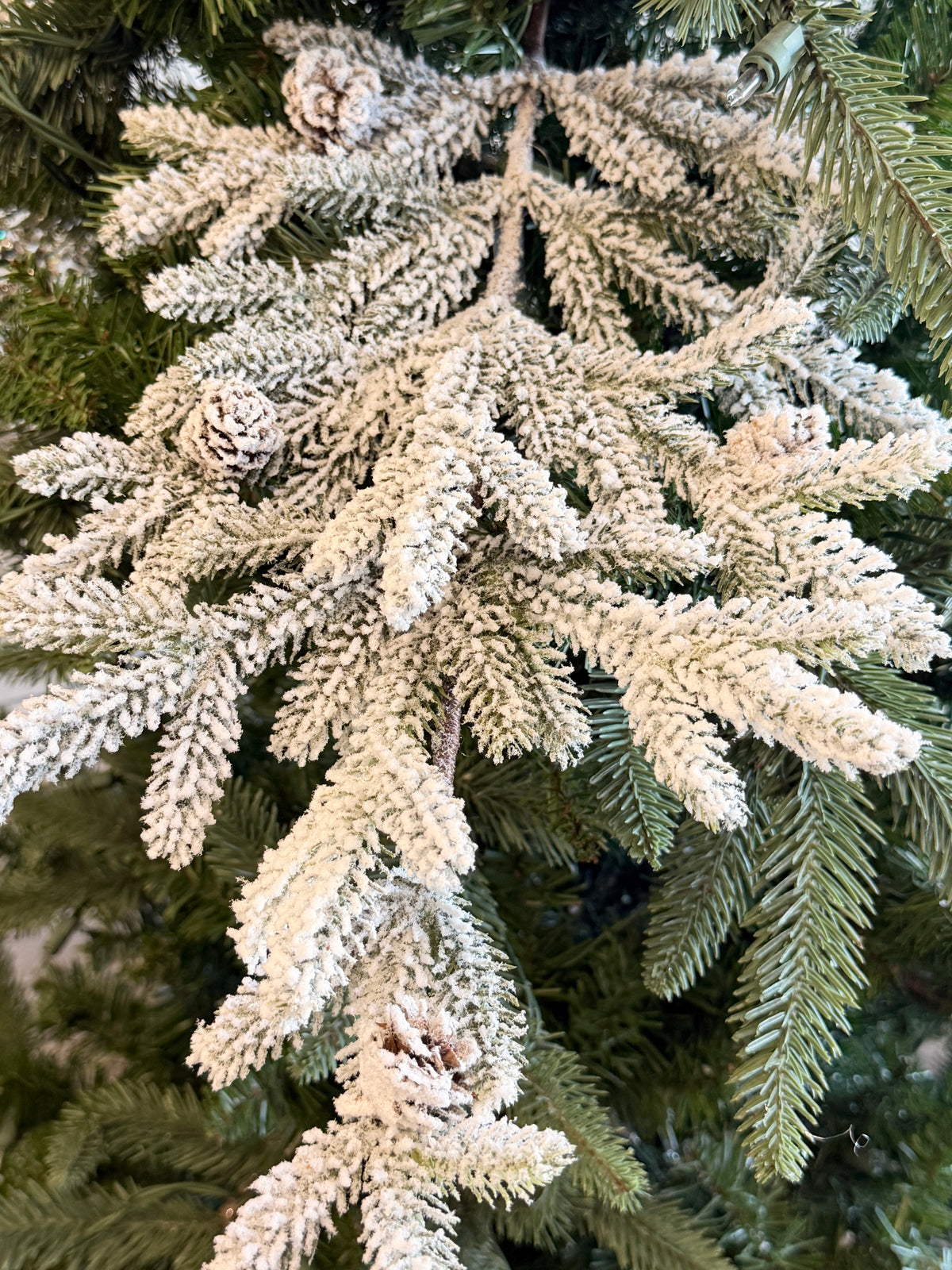 Snow Flurry Pine Stem