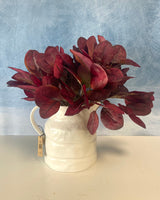 Red Cotinus Leaf Bush