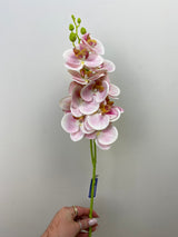 Pink Phalaenopsis Orchid Spray