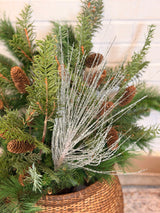Snowy Long Needle Pine Spray