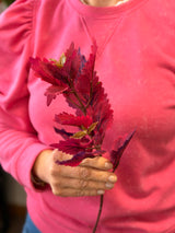 Crimson Hilo Coleus Pick