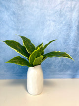 UV Protect Garden Hosta Bush