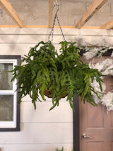 20" Real Touch Winter Pine Hanging Basket