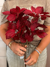 Burgundy Elm Leaf Spray