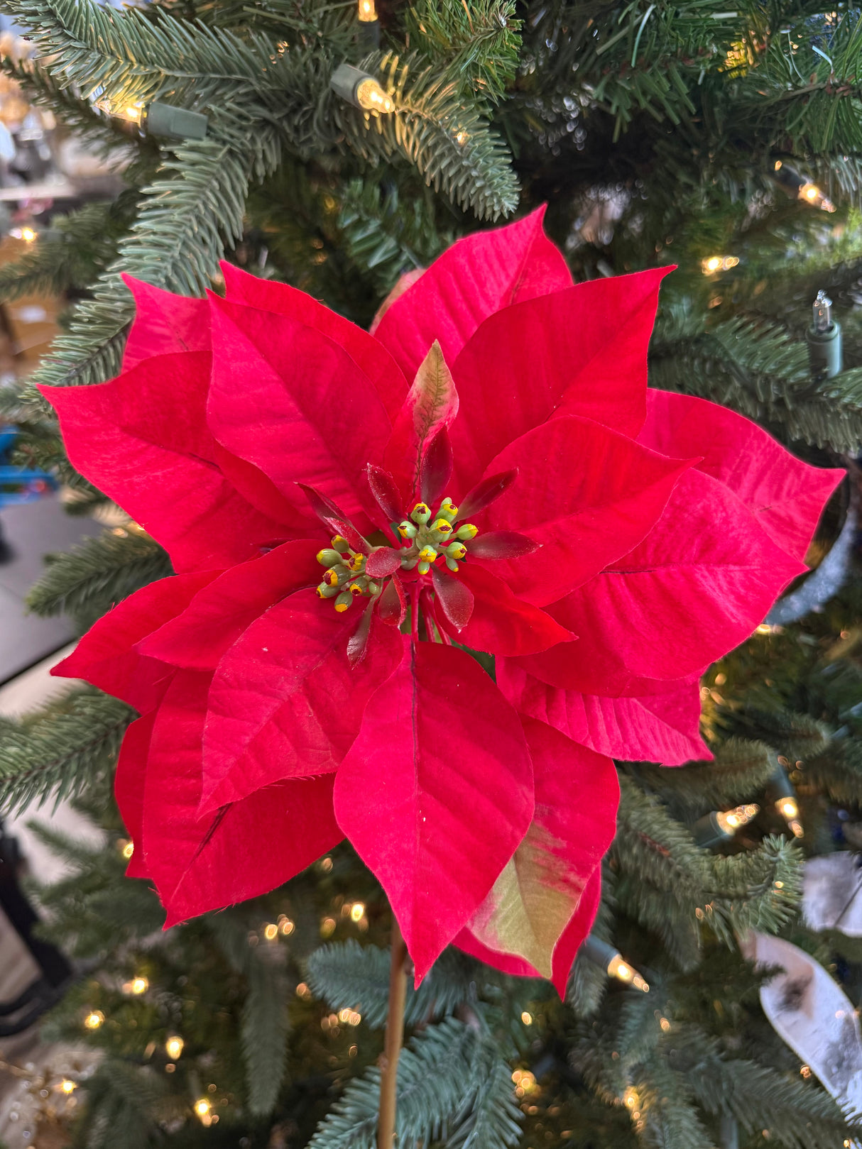 Timeless Red Poinsettia