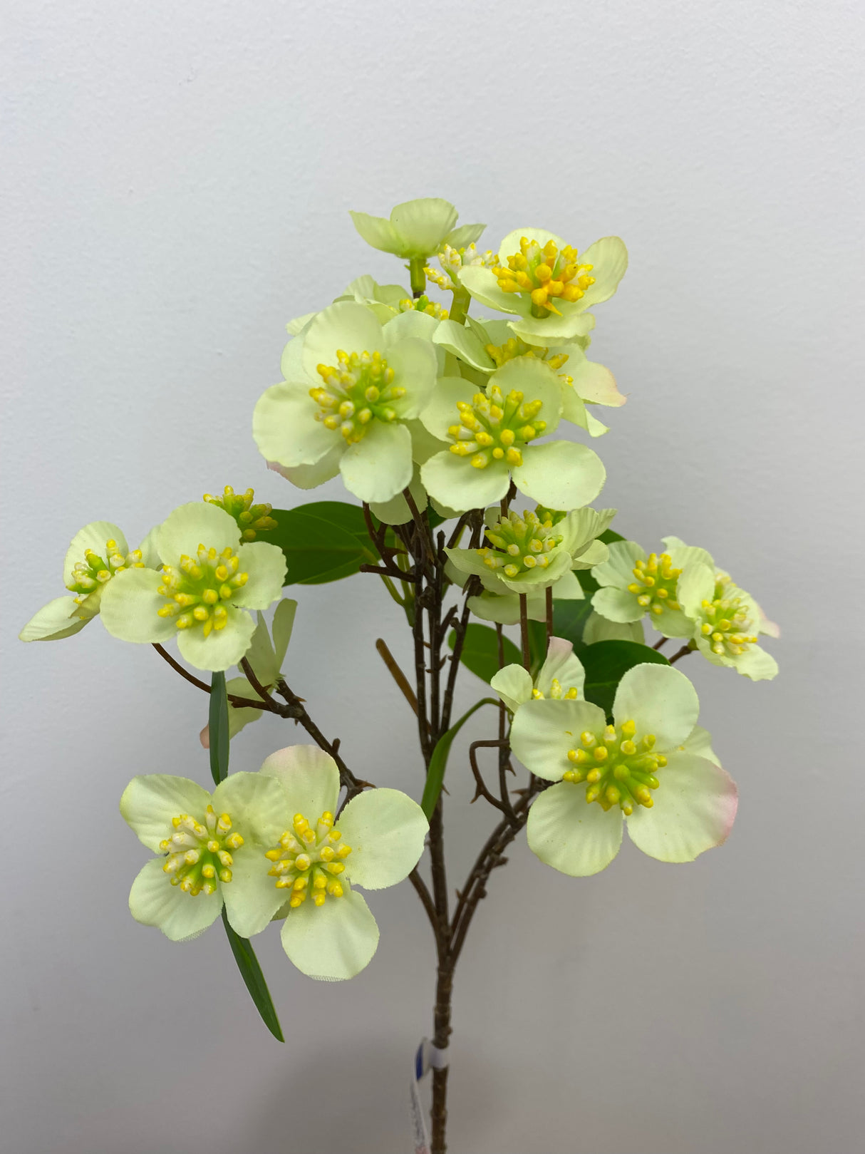 Green Dogwood Spray