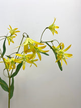 Yellow Tweedia Spray
