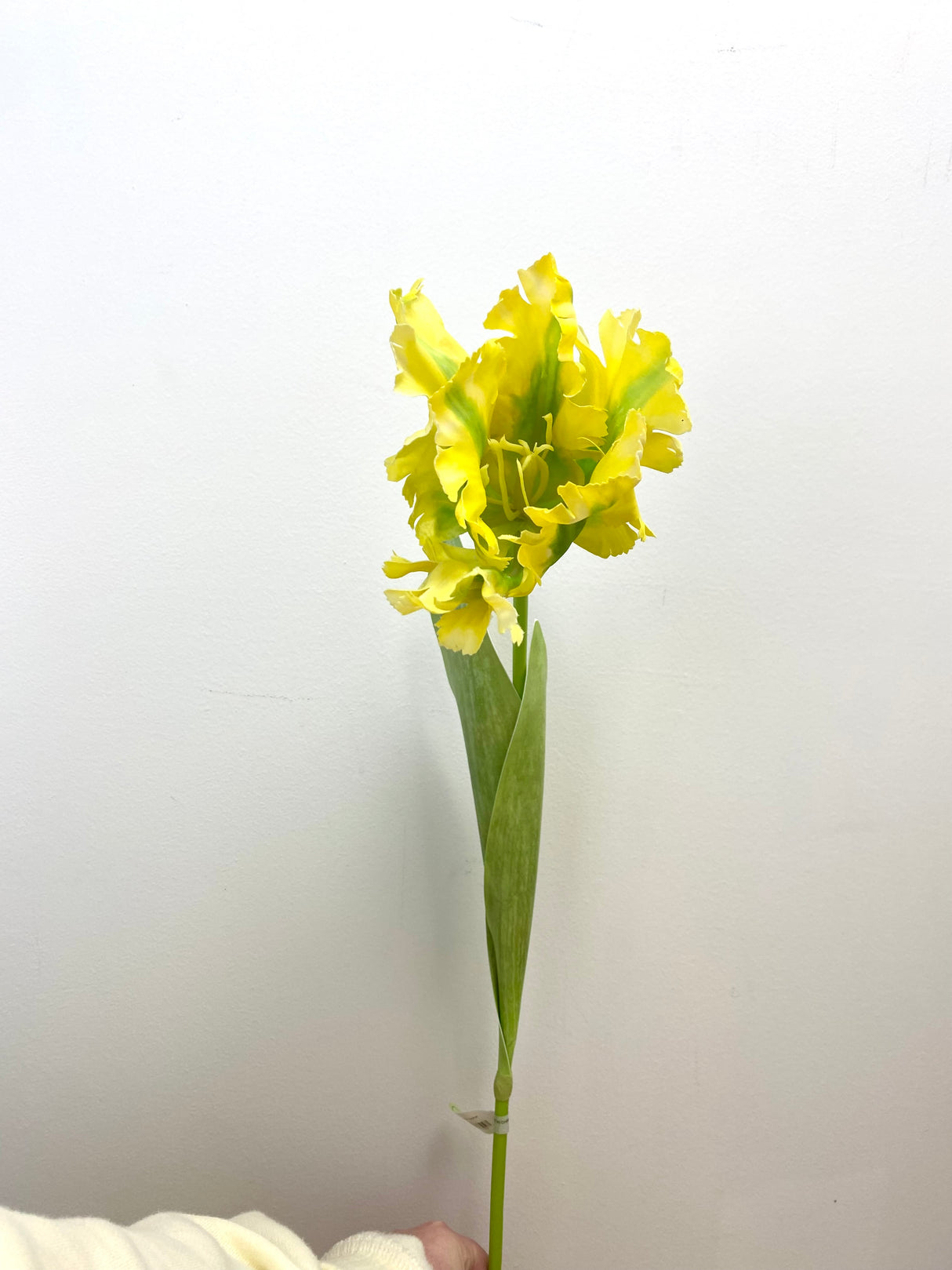 28" Yellow Parrot Tulip Spray