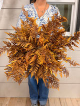 Liberty Fern Bush
