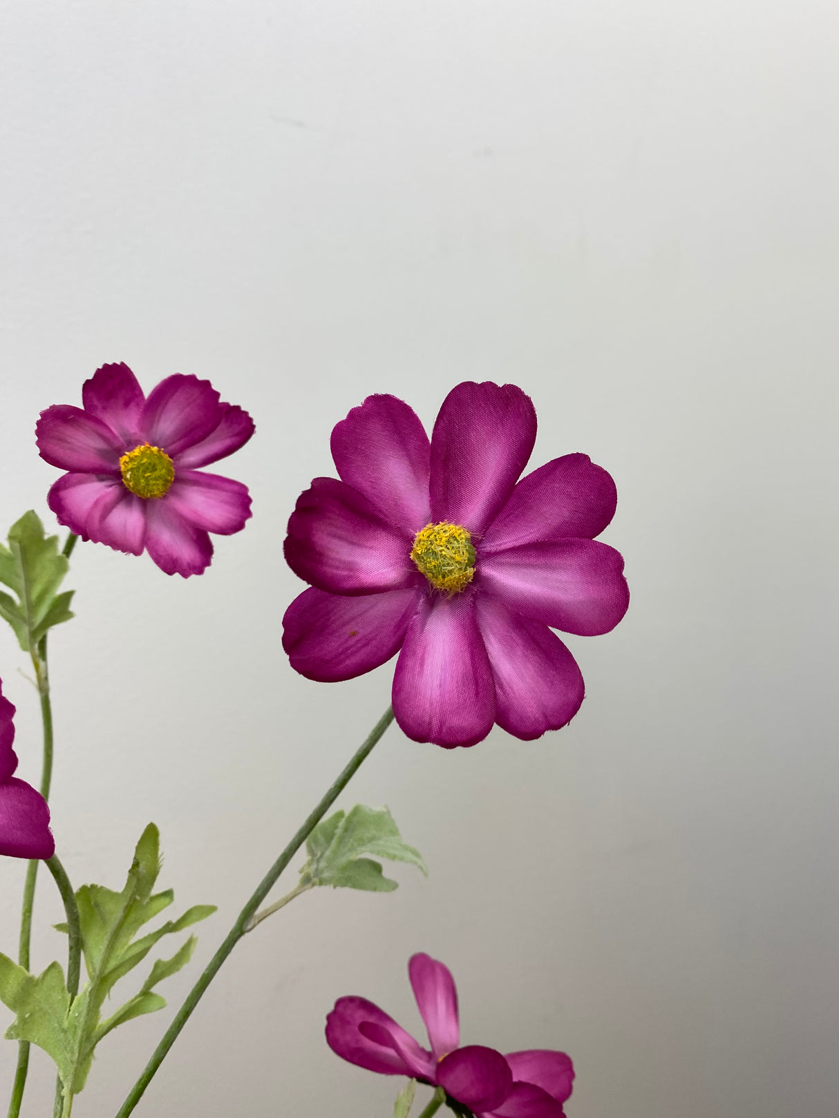 Pink Beauty Cosmos Spray