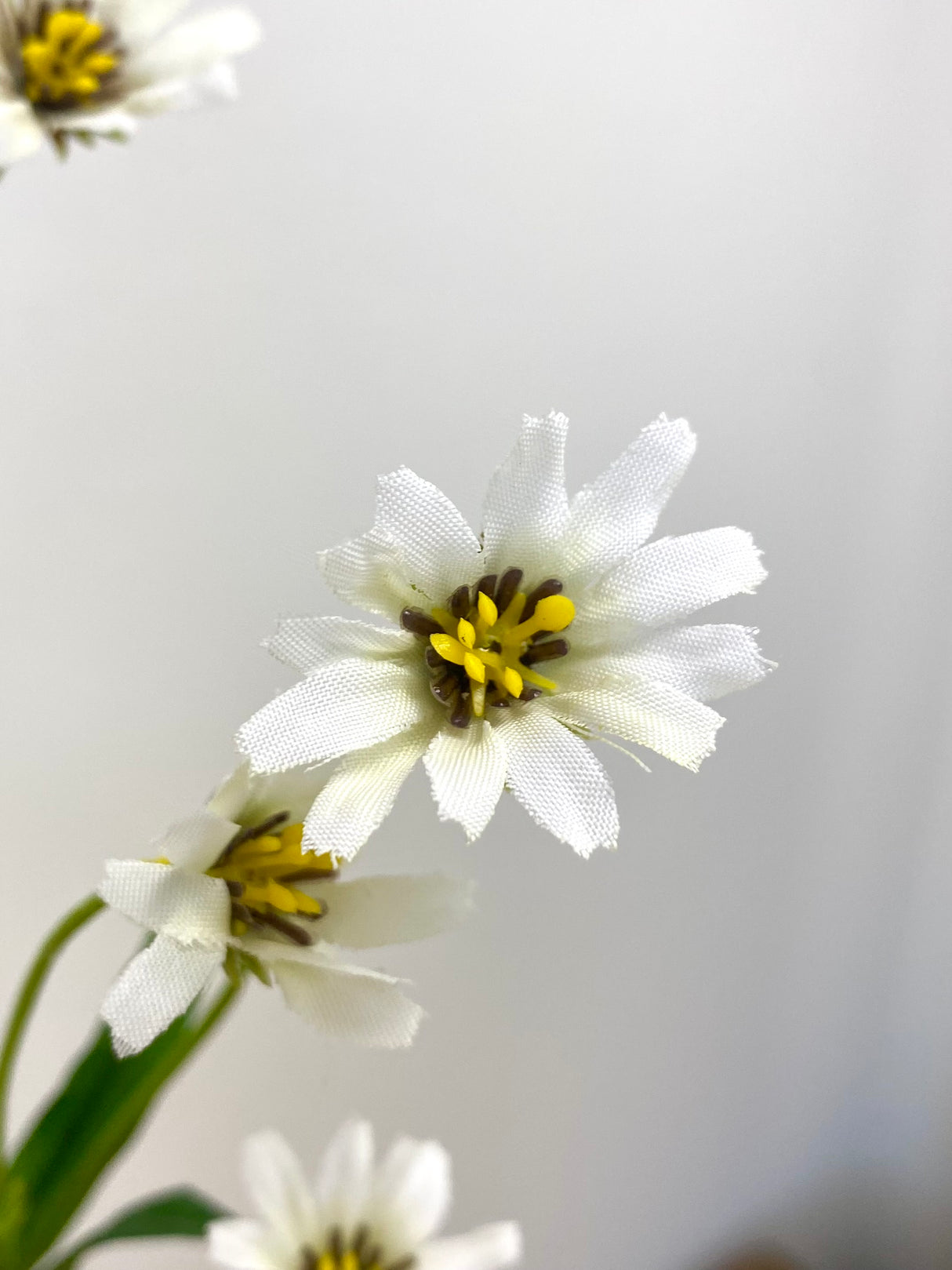 Cream White Wild Daisy Spray
