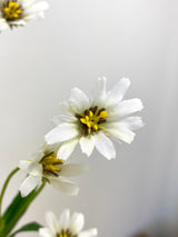 Cream White Wild Daisy Spray