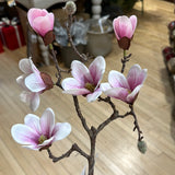 Saucer Magnolia Stem