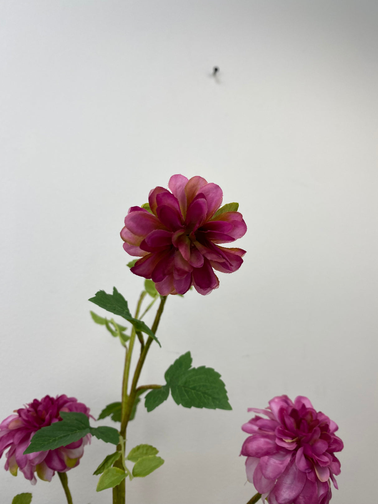 Hot Pink Dahlia Spray