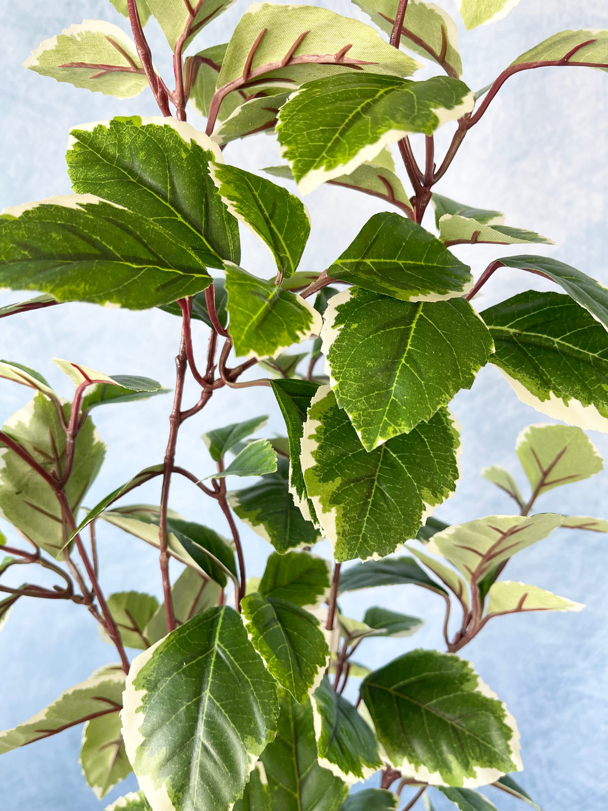 Concord Euonymus Leaves Spray