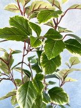 Concord Euonymus Leaves Spray