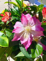 23" Summer Tropical Breeze Hanging Basket